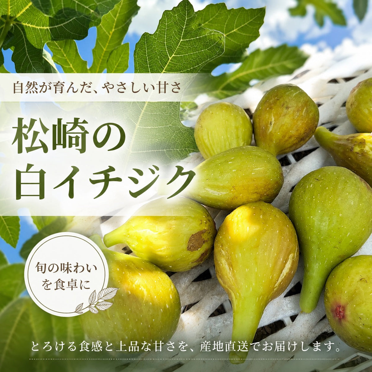 松崎・婆娑羅農産の白いちじく「バナーネ」|5つの食べ方と保存方法