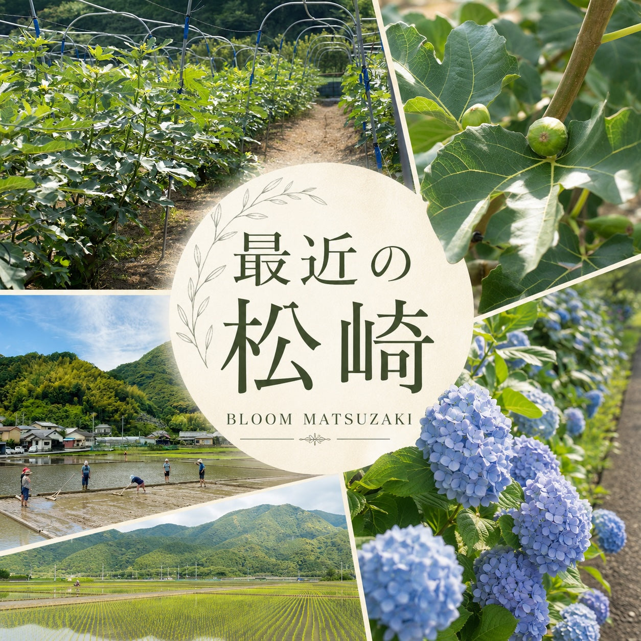 松崎、6月の便り｜田植えの季節、いちじくの実り、そして紫陽花の道