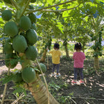 生産者　mahorama
