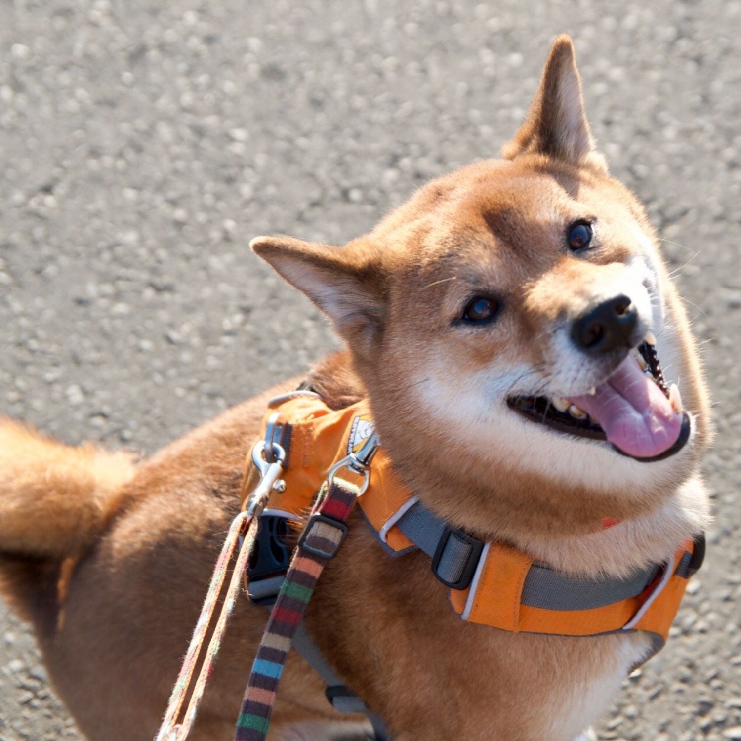 ペットと共にある暮らし